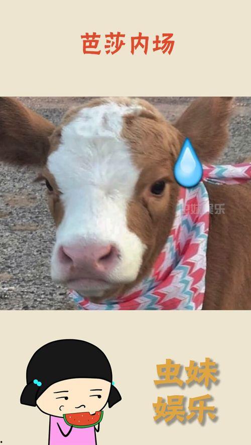 娱乐吃瓜酱作品