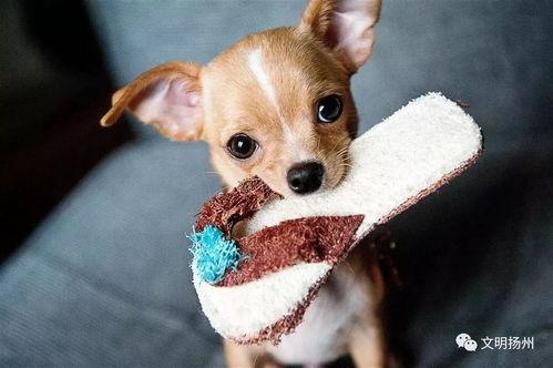 娱乐吃瓜酱狗狗拍照,狗狗镜头下的娱乐吃瓜瞬间